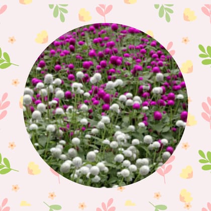 Free Gift - Gomphrena Mixed Seed - Excellent Germination Summer Seeds - Flash Sale