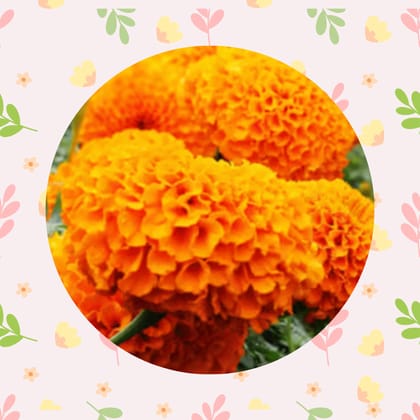 Free Gift - Marigold / Genda Orange Navrangi Seeds - Excellent Germination - Flash Sale