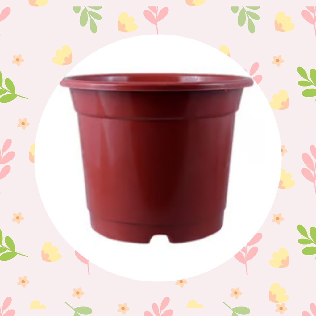 Free Gift - 4 Inch Red Nursery Pot - Flash Sale Free Gift - 4 Inch Red Nursery Pot - Flash Sale