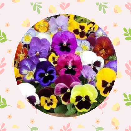 Free Gift - Pansy Mixed Seeds - Excellent Germination - Flash Sale