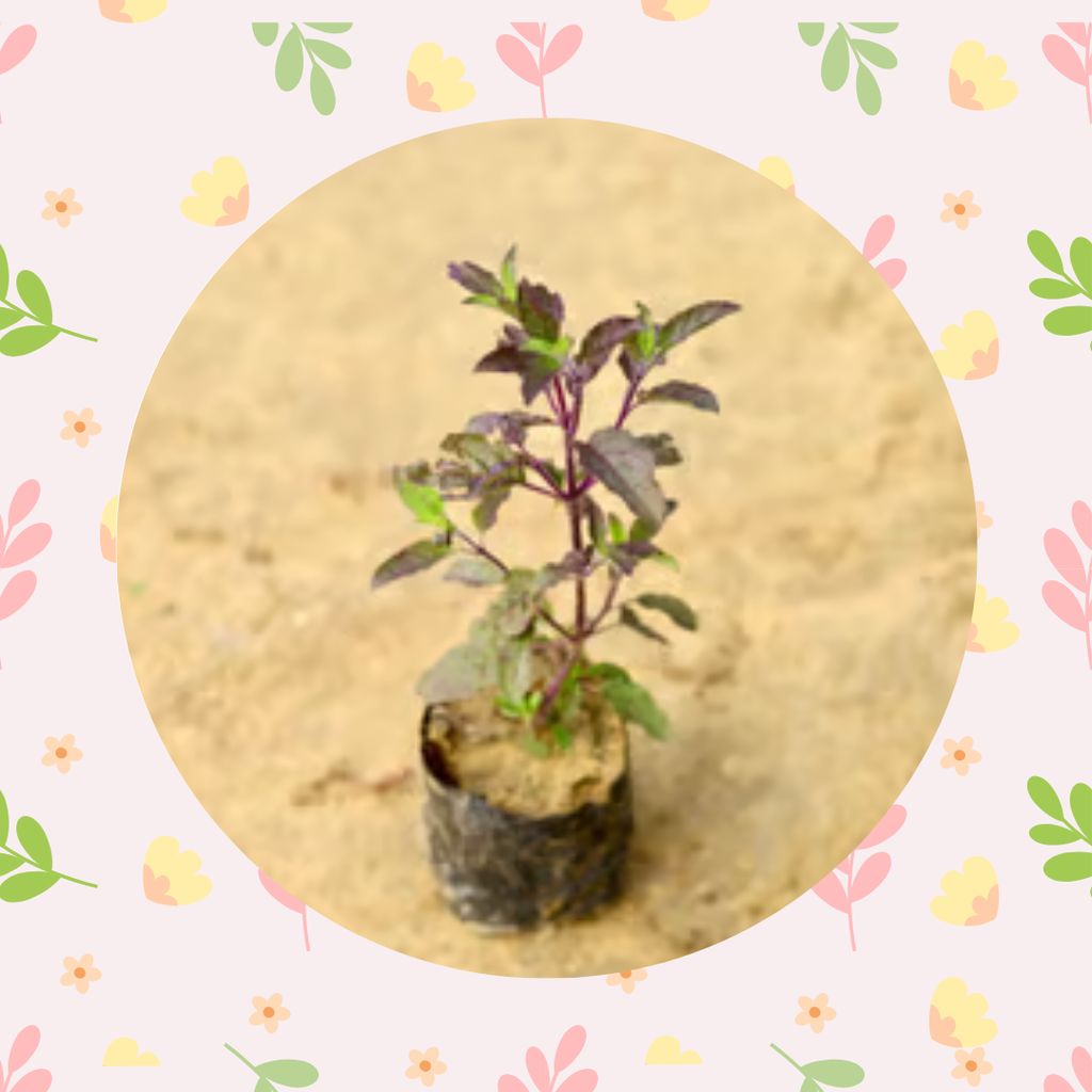 Free Gift - Shyama Tulsi in 3 Inch Nursery Bag - Flash Sale Free Gift - Shyama Tulsi in 3 Inch Nursery Bag - Flash Sale