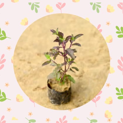 Free Gift - Shyama Tulsi in 3 Inch Nursery Bag - Flash Sale