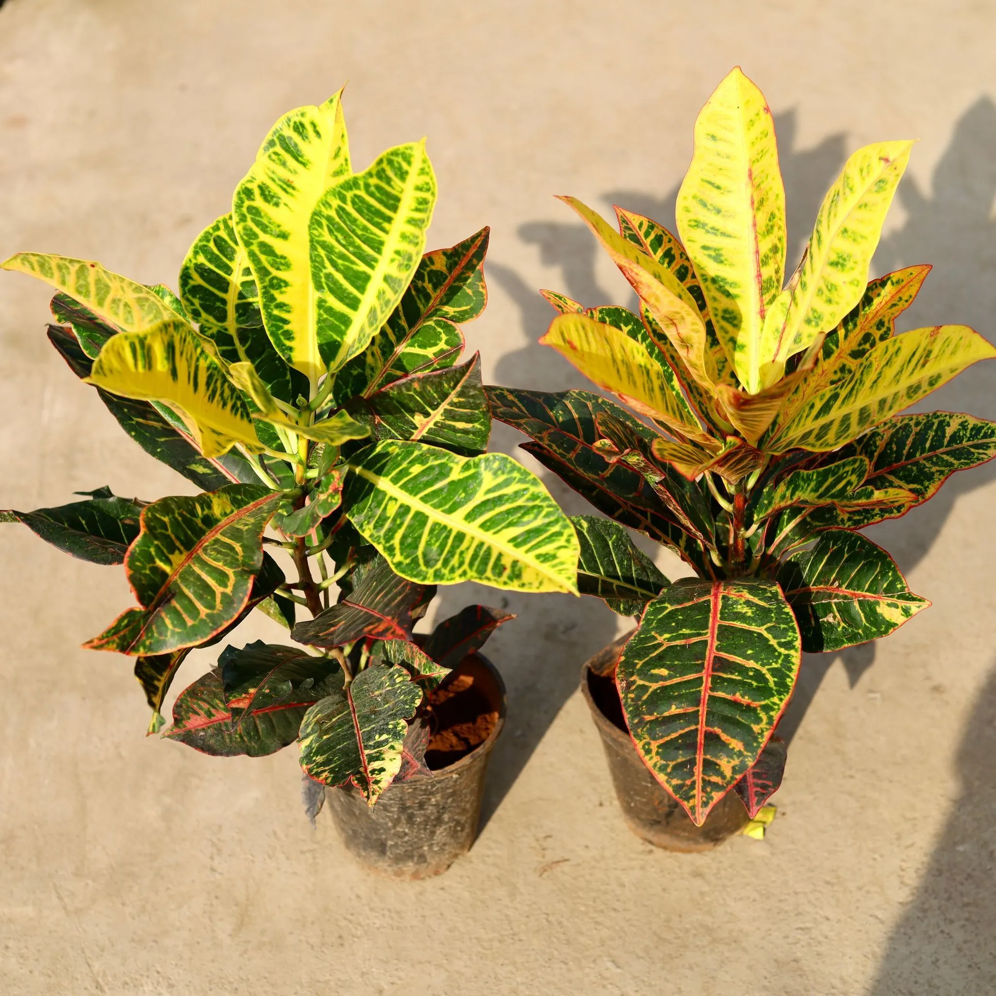 Set of 2 - Croton Petra in 7 Inch Nursery Pot