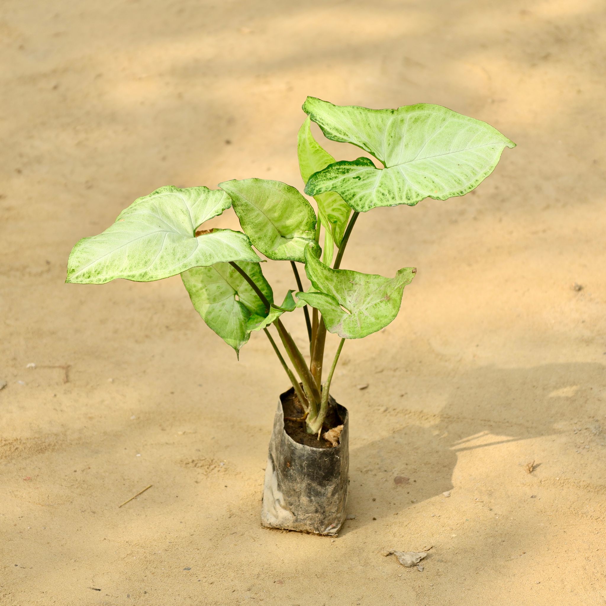 Syngonium Arrowhead in 4 Inch Nursery Bag