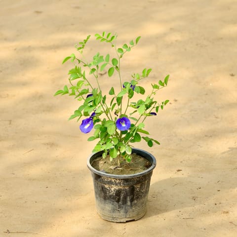 Aparajita / Asian Pigeonwings (Any Colour) in 6 Inch Nursery Pot