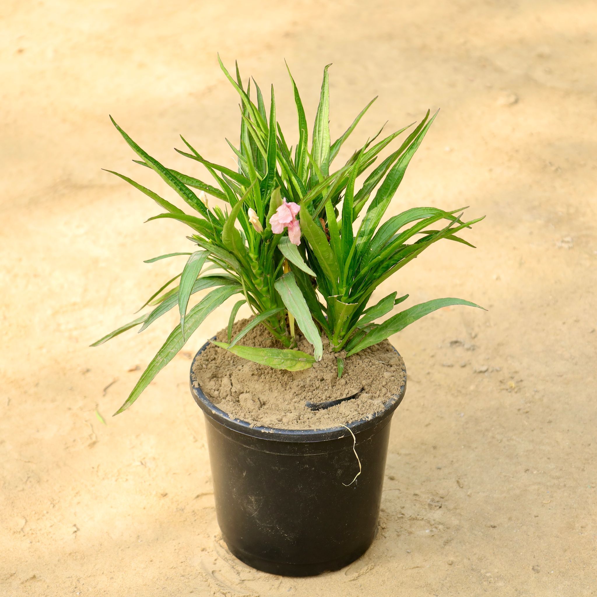 Ruellia (Any Colour) in 6 Inch Nursery Pot