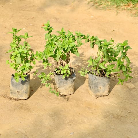 Set of 3 - Mint / Pudina in 4 Inch Nursery Bag
