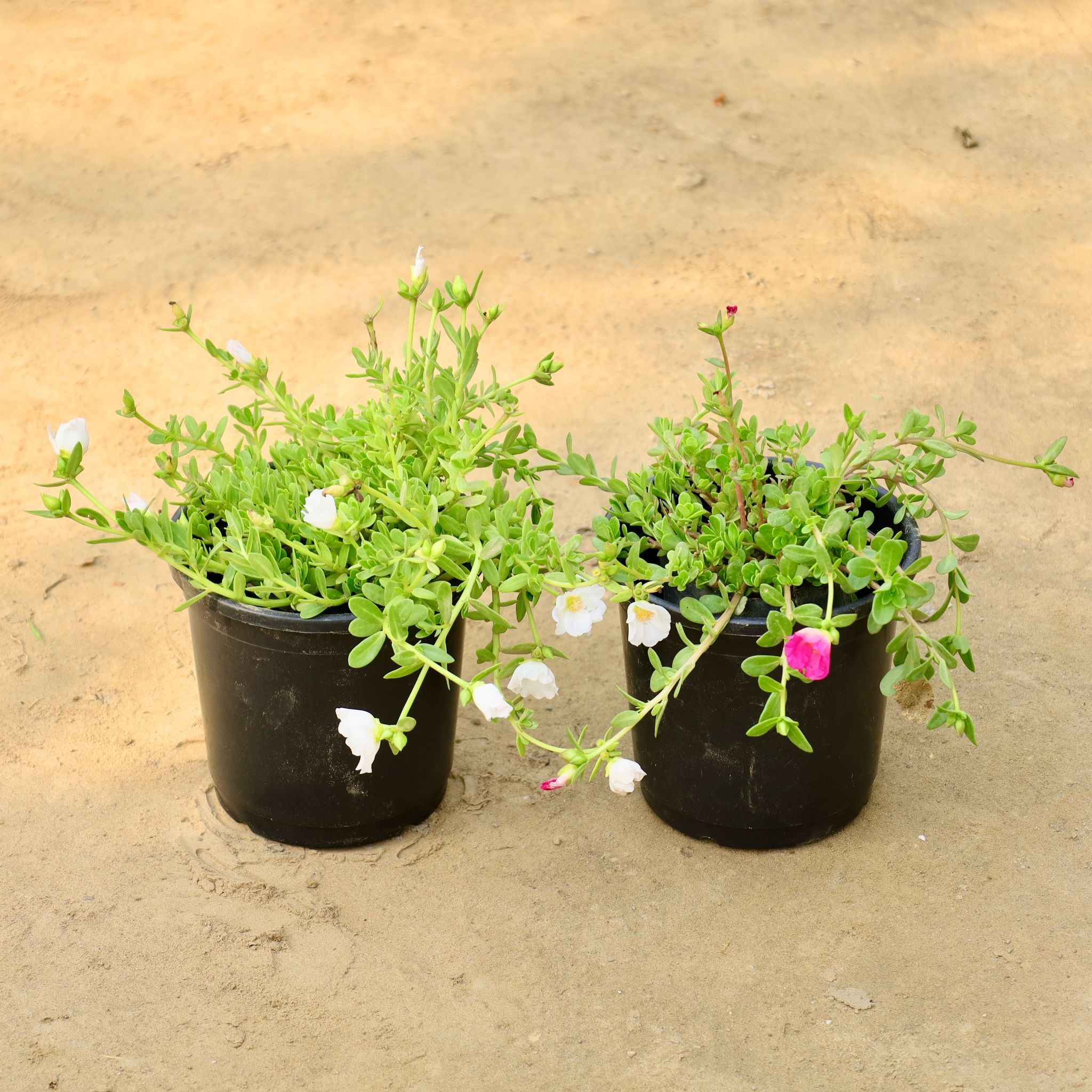 Set of 2 - Kulfa / Moss Rose / Common Purslane (Any Colour) in 6 Inch Nursery Pot