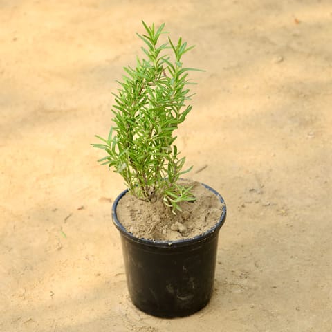 Rosemary in 6 Inch Nursery Pot