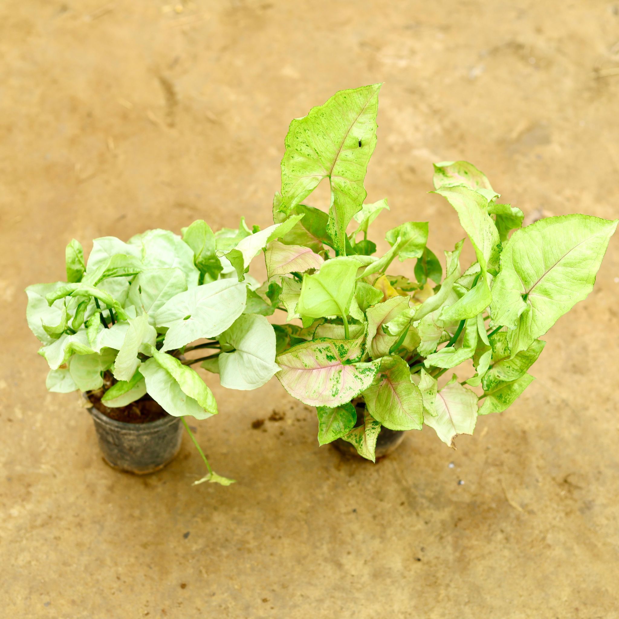 Set of 2 - Syngonium (White & Brown) in 4 Inch Nursery Pot