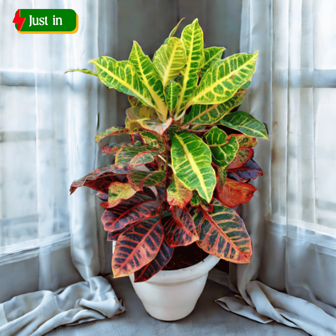 Croton Petra Pune in 10 Inch Classy White Plastic Pot