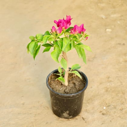 Buy Bougainvillea (Any Colour) in 6 Inch Nursery Pot Online | Urvann.com