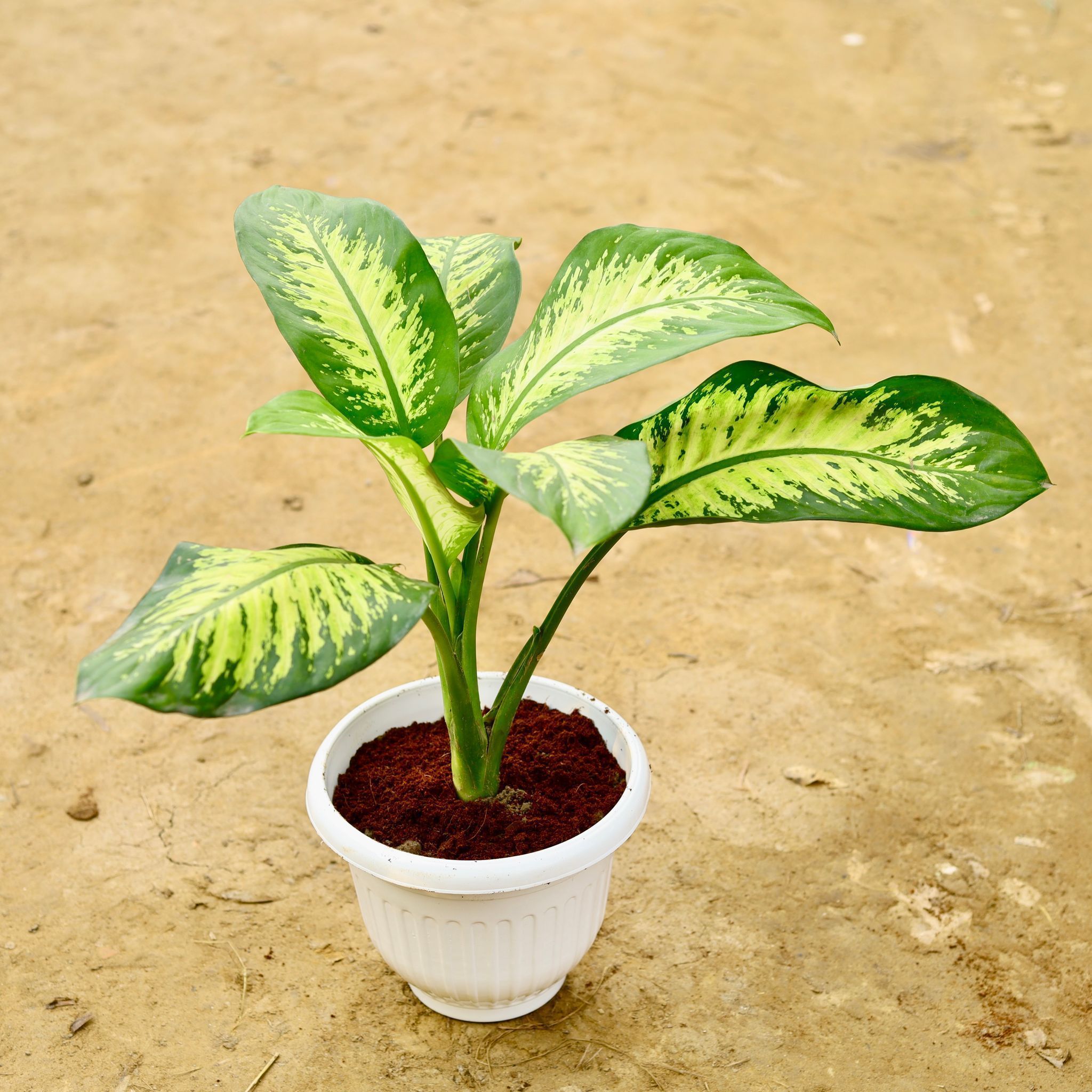 Dieffenbachia Seguine in 8 Inch White Olive Plastic Pot
