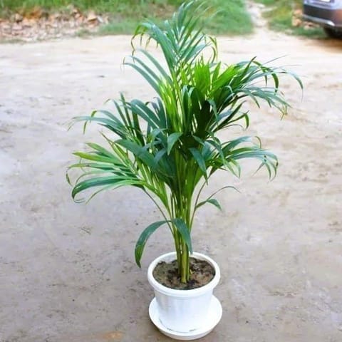 Areca Palm ( 2-3 Ft) in 8 Inch Classy White Plastic Pot With Plate