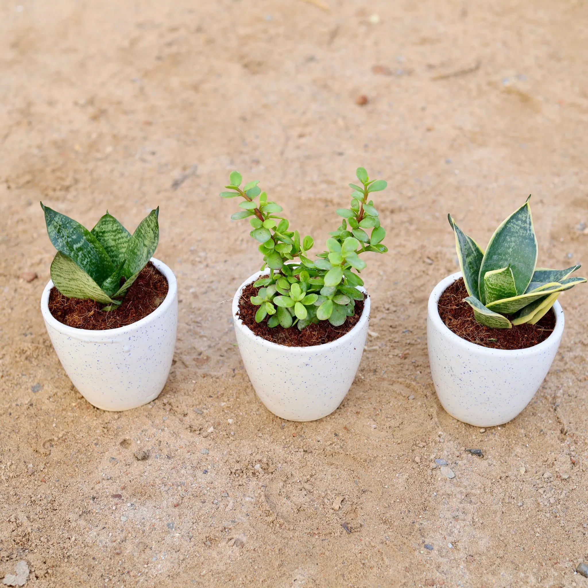 Set of 3 - Bangalorey Jade , Snake (yellow & green) in 4 Inch Classy White Cup Ceramic Pot