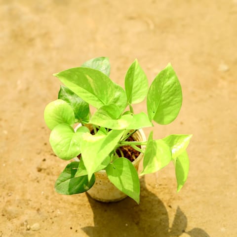 Money Plant Golden in 4 Inch Nursery Pot