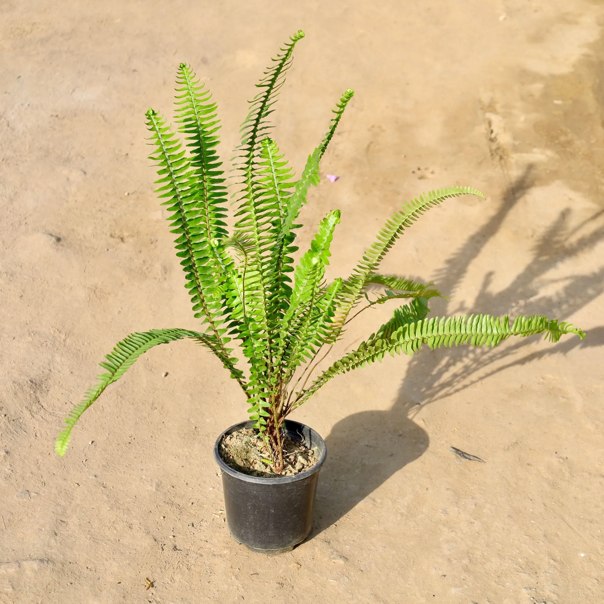 Fern Green in 6 Inch Nursery Pot