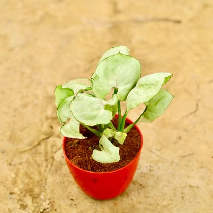 Buy Syngonium White Round Leaf in 4 Inch Red Premium Orchid Round Plastic Pot Online | Urvann.com