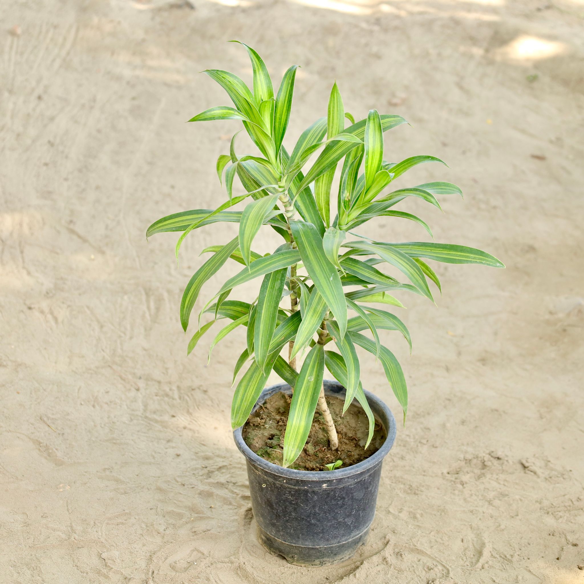 Dracaena Messenger / Song of India in 6 Inch Nursery Pot