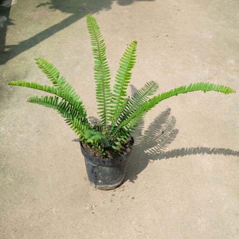 Fern Green in 6 Inch Nursery Pot