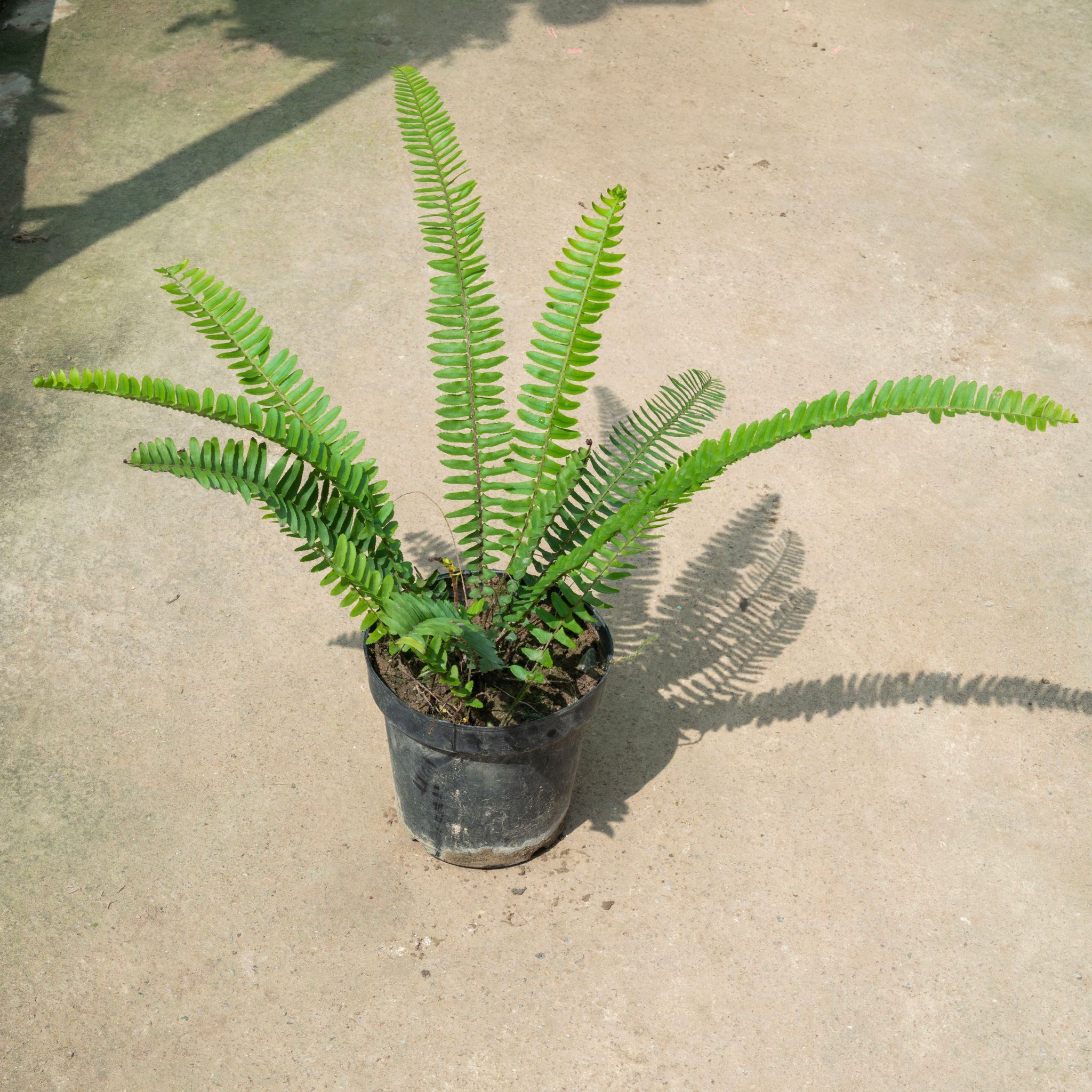 Fern Green in 6 Inch Nursery Pot