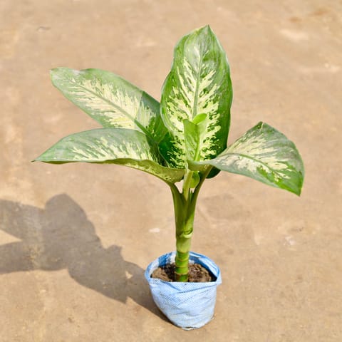 Dieffenbachia in 7 Inch Nursery bag