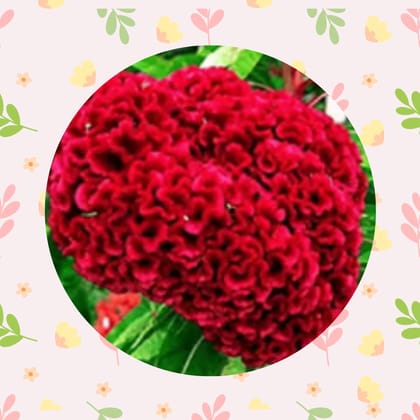 Free Gift - Cockscomb Red Seeds - Excellent Germination - Flash Sale