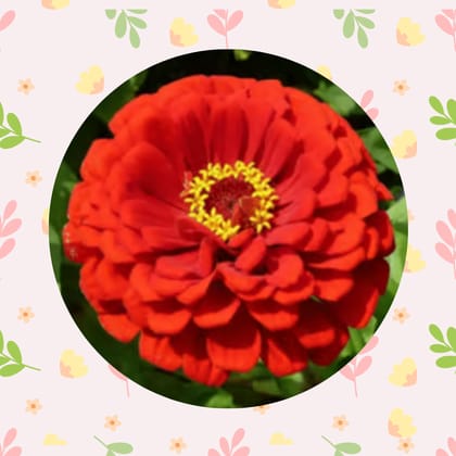 Free Gift - Zinnia Mixed Seeds  - Excellent Germination Summer Seeds - Flash Sale