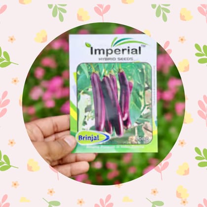 Free Gift - Brinjal Long Seeds - Excellent Germination - Flash Sale