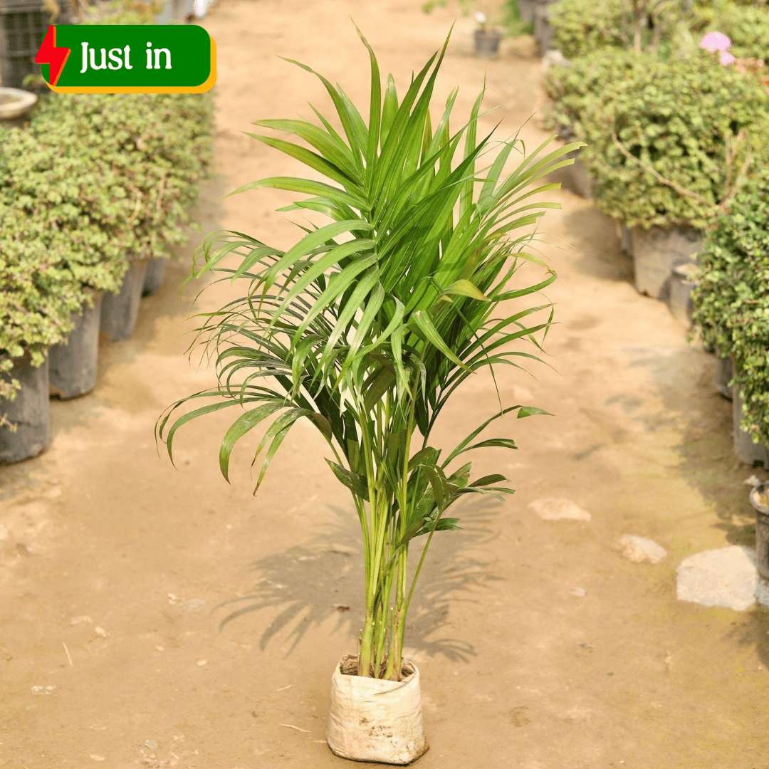 Areca Palm (- 4 Ft) in 8 Inch Nursery Bag