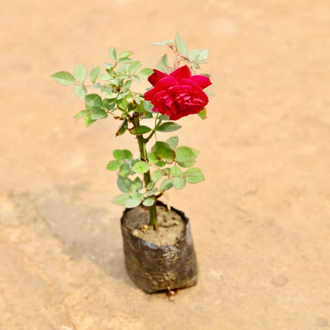 Desi Gulab / Rose (Any colour) in 4 Inch Nursery bag