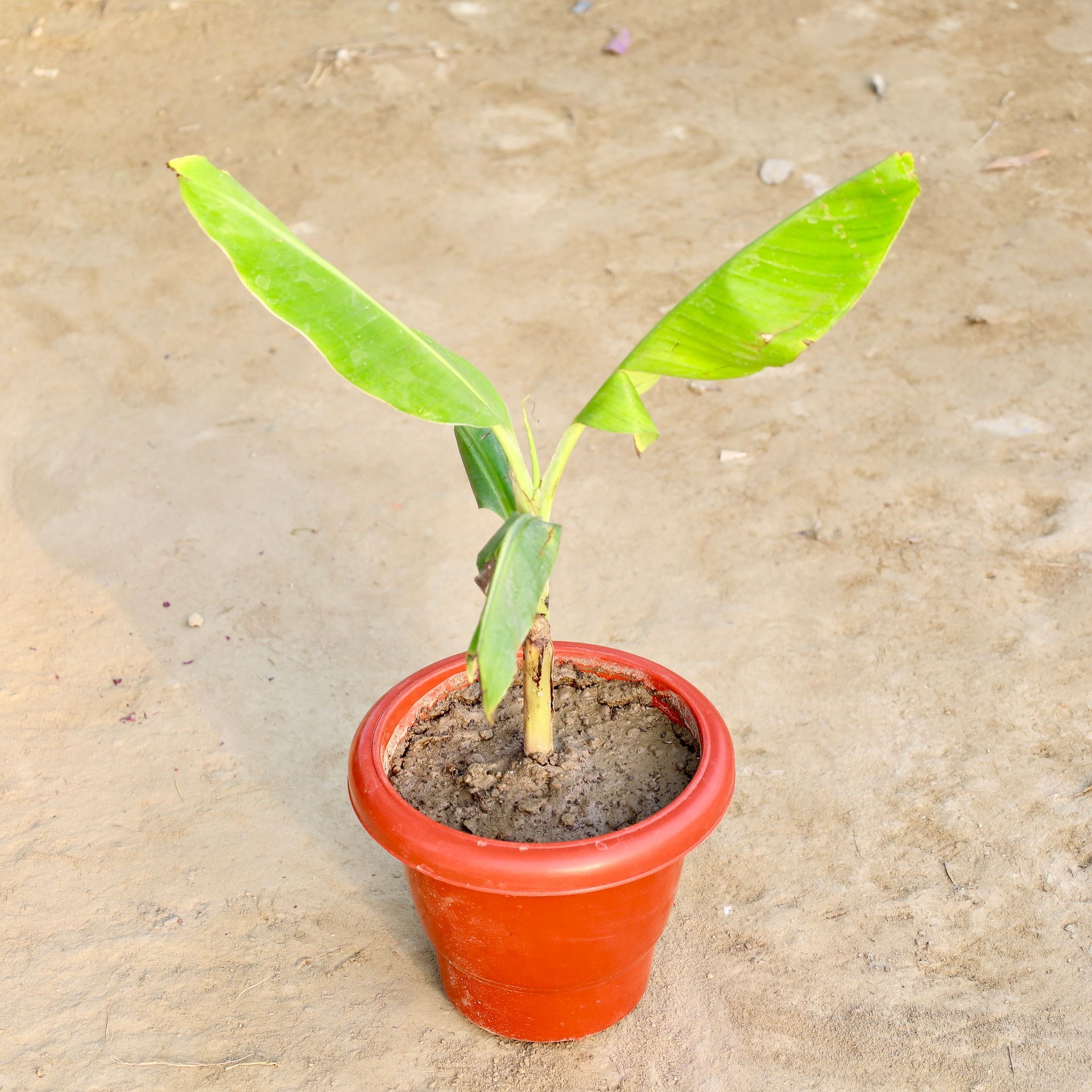 Banana Plant in 8 Inch Red Classy Plastic Pot