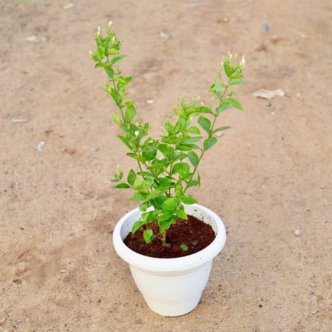 Juhi / Jasmine White in 10 Inch Classy White Plastic Pot