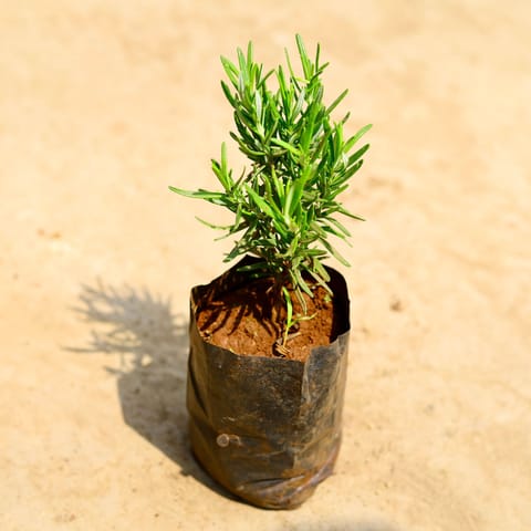 Rosemary in 4 inch Nursery bag