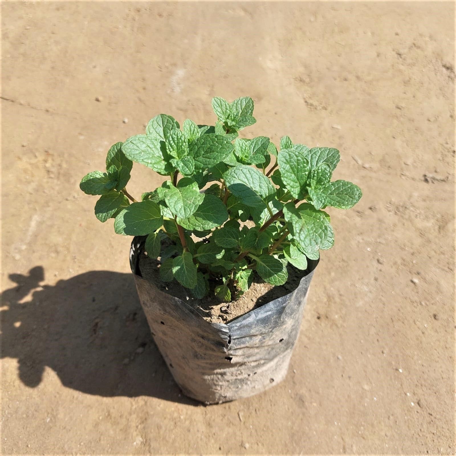 Mint/Pudina in 4 Inch Nursery Bag