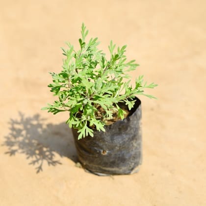 Lavender Plant in 4 Inch Nursery Bag