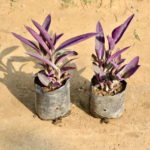 Set of 2 - Purple Heart in 4 Inch Nursery Bag