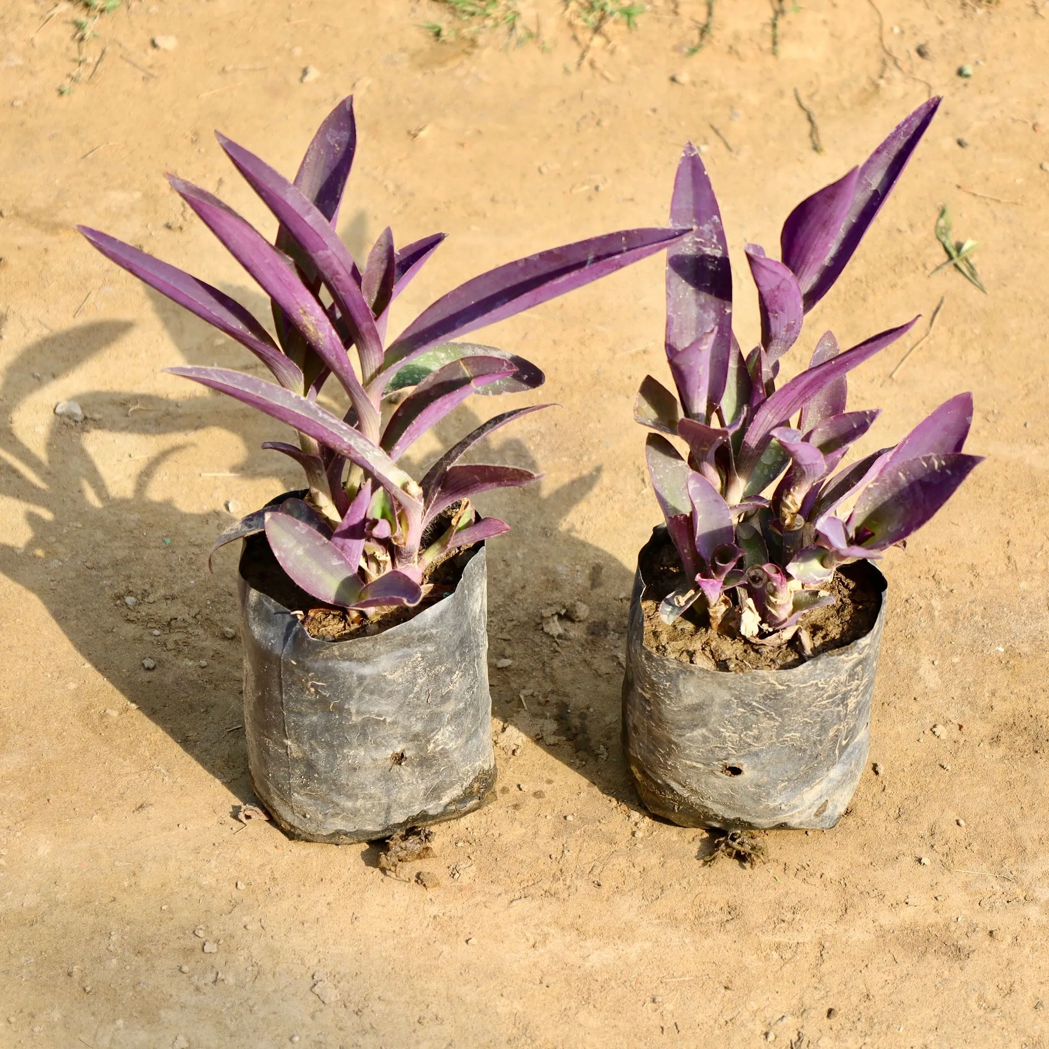 Set of 2 - Purple Heart in 4 Inch Nursery Bag