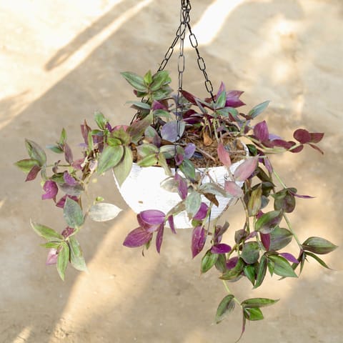 Wandering Jew in 8 Inch White Hanging Basket