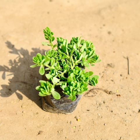 Kulfa / Purslane in 4 inch Nursery bag