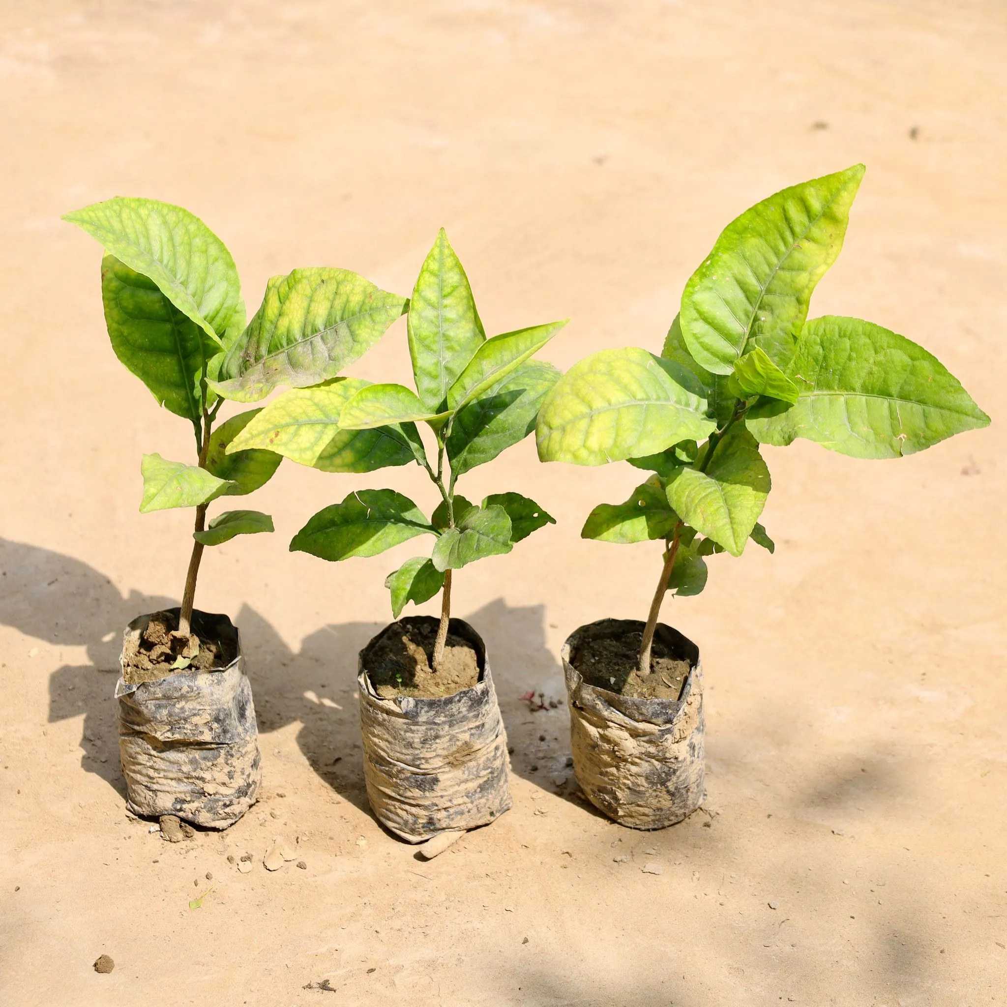 Set of 3 - Bel Patra in 4 Inch Nursery Bag