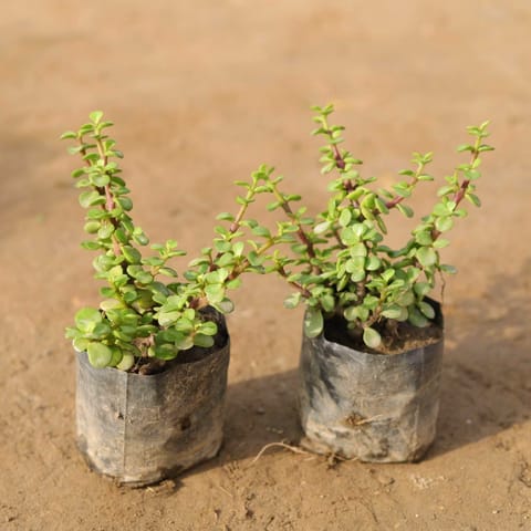 Set of 2 - Jade Plants in 4 Inch Nursery Bag
