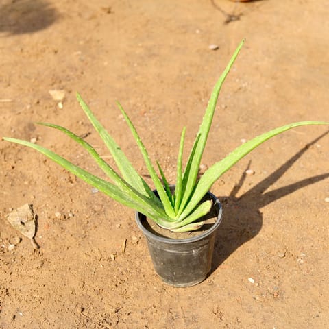 Aloe vera in 6 Inch Nursery Pot