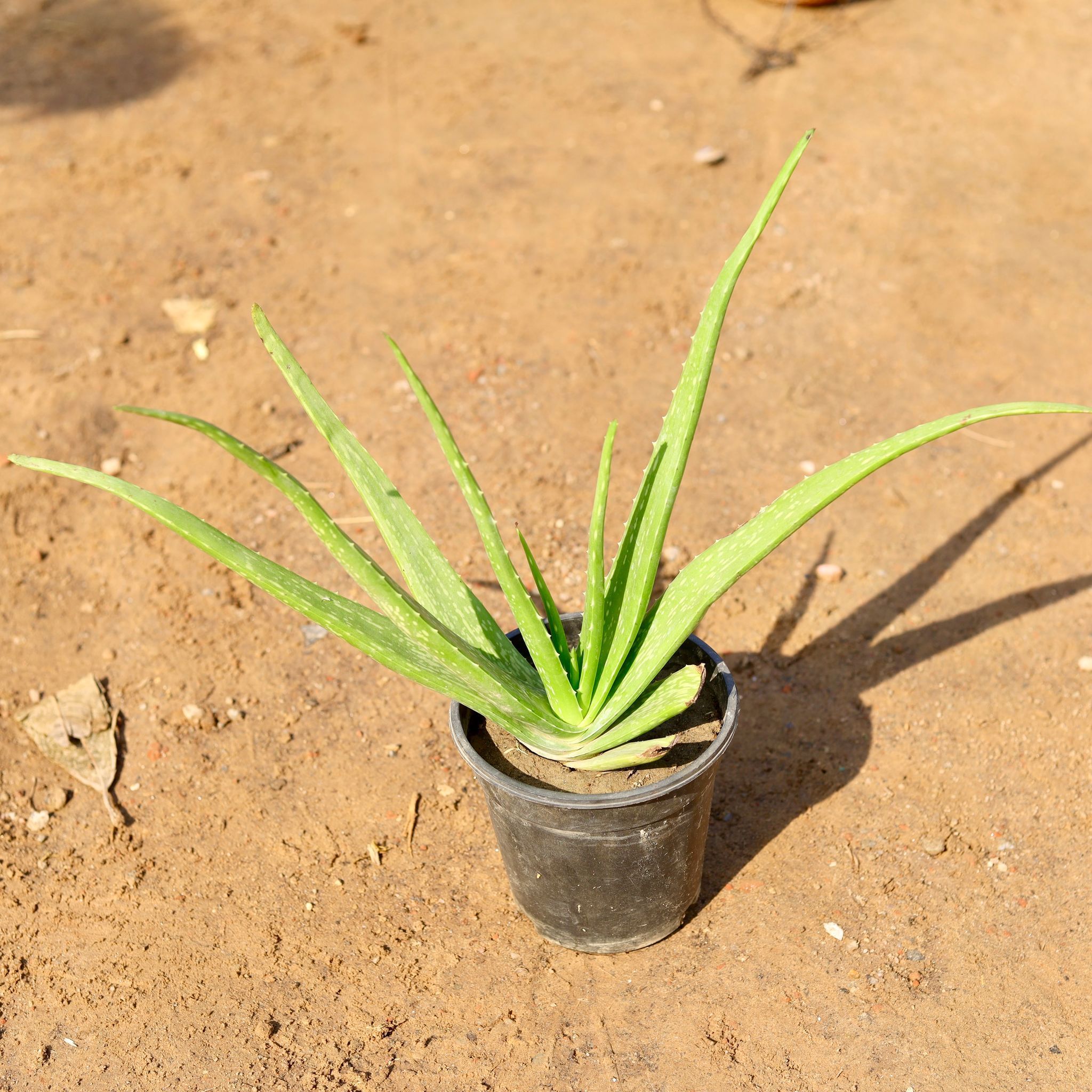 Aloe vera in 6 Inch Nursery Pot