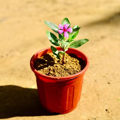 Periwinkle / Sadabahar / Vinca (any colour) in 6 Inch Red Super Nursery Pot