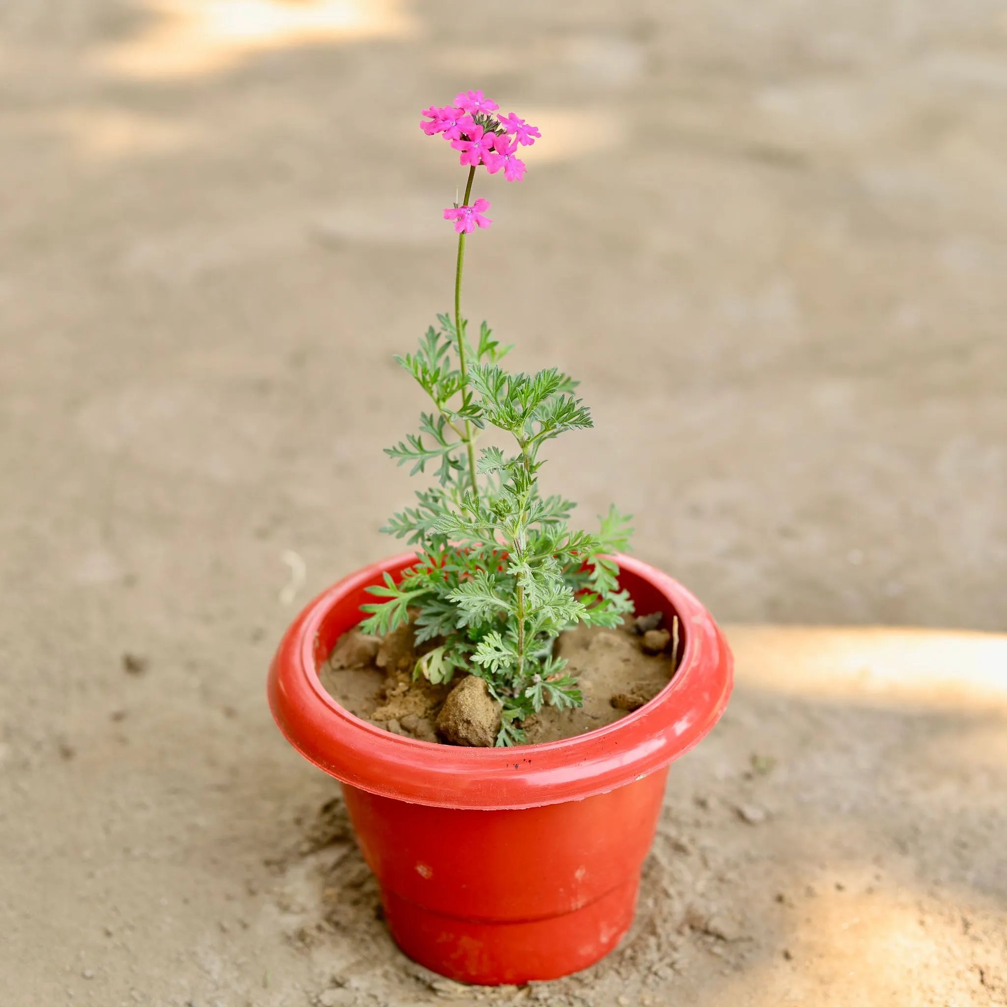 Verbena (Any Colour) in 6 Inch Classy Red Plastic Pot