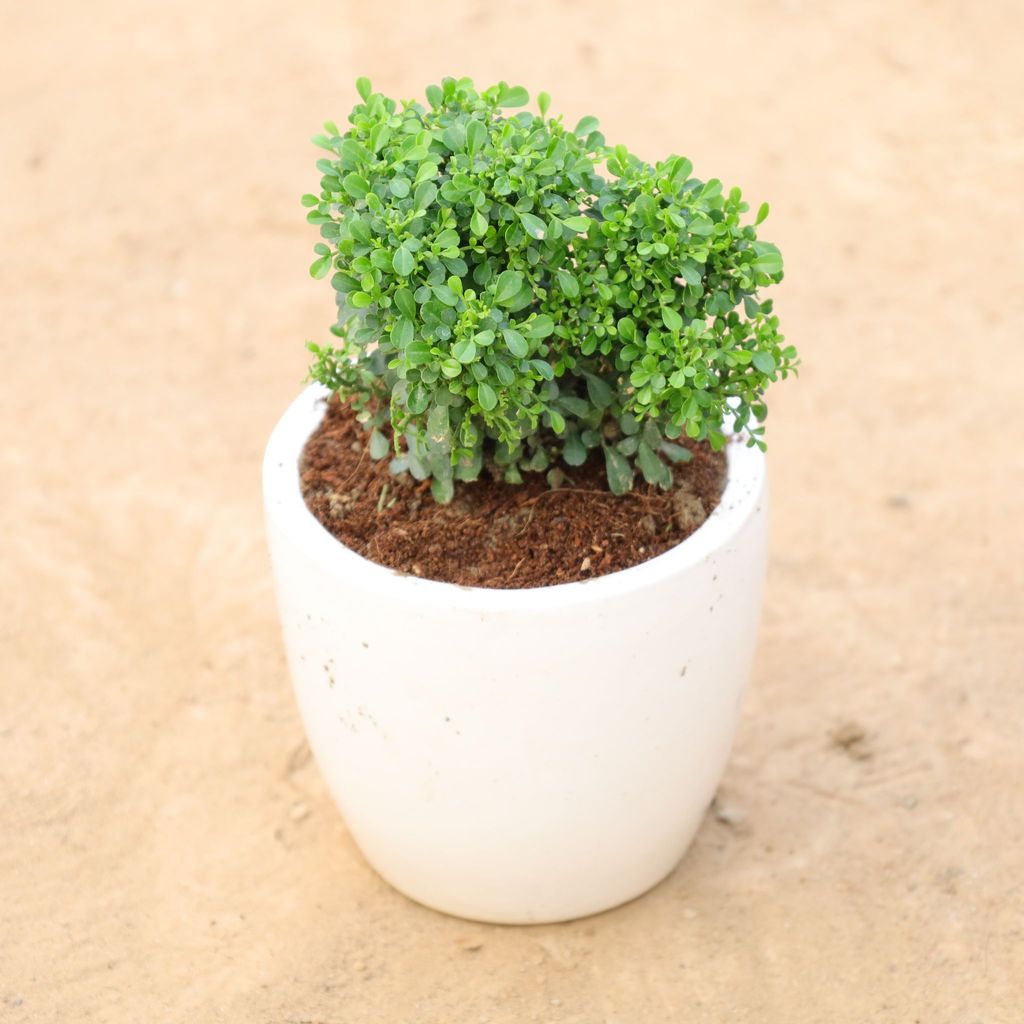 Table kamini in 4 Inch Classy White Round Ceramic Pot