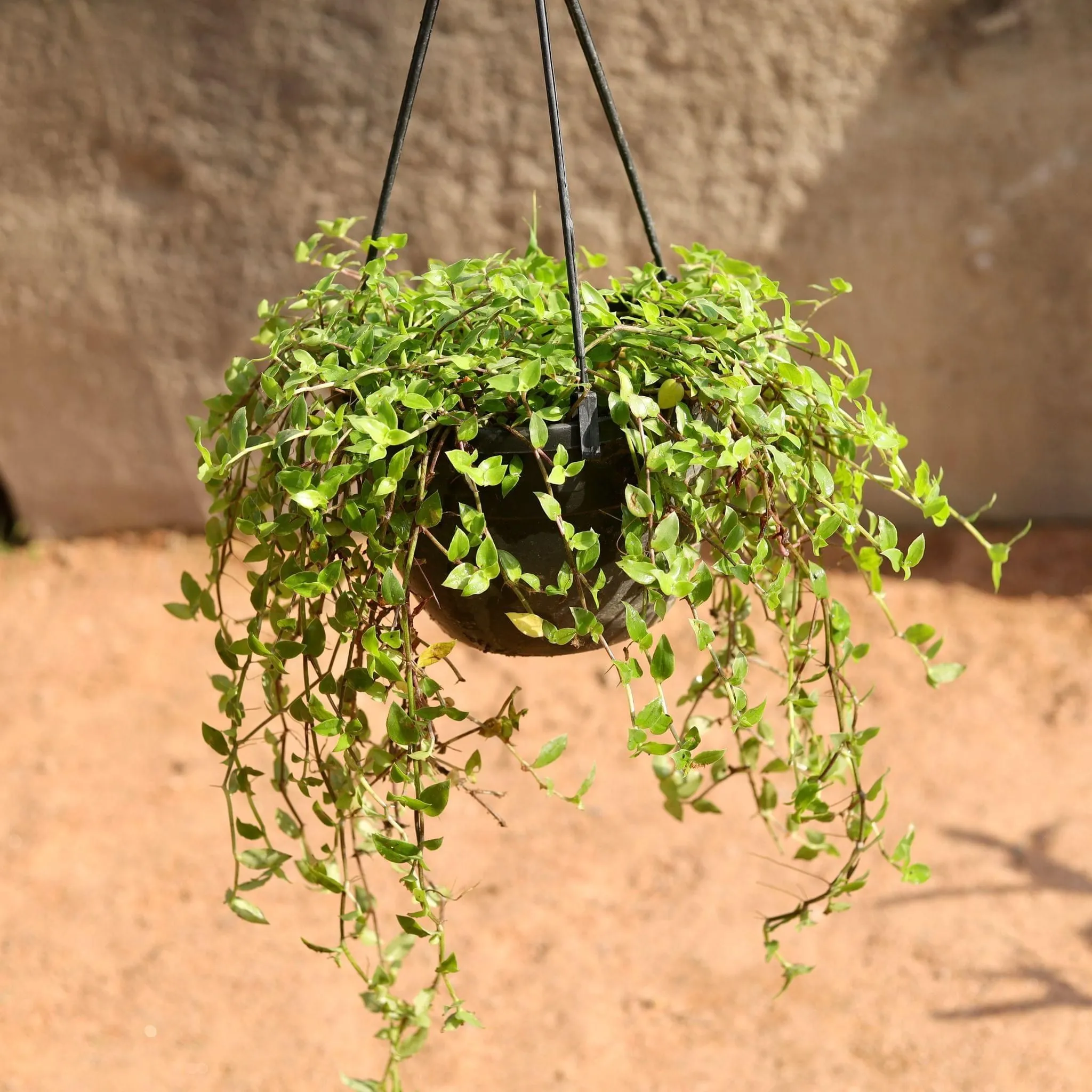 Turtle Vine in 6 Inch Hanging Basket