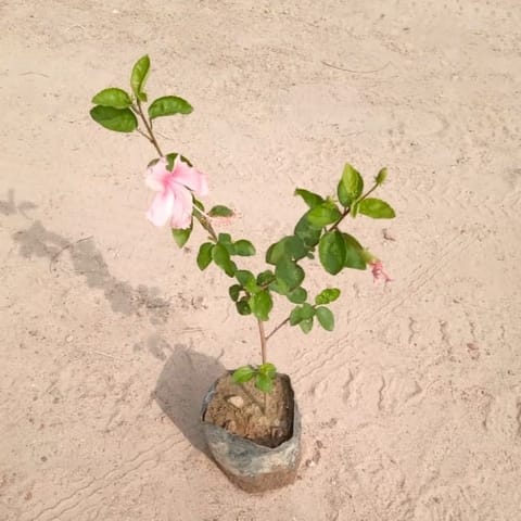 Hibiscus desi Pink / Gudhal in 4 Inch Nursery Bag