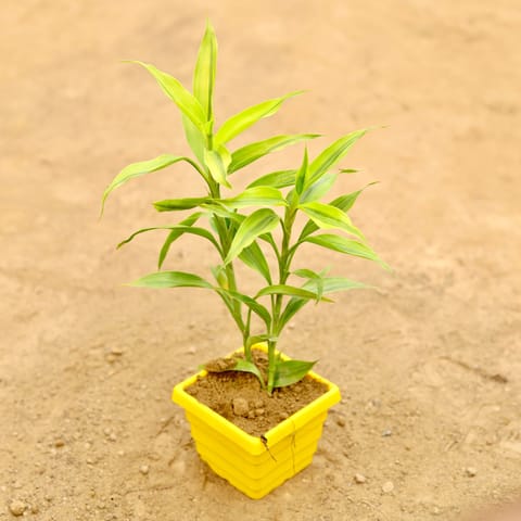 Lucky Bamboo in 4 Inch Yellow Premium Orchid Square Plastic Pot